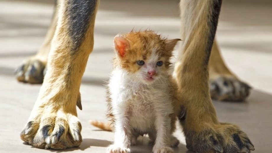 kitten-and-dog-legs-920×517-c-default Kitten and dog legs