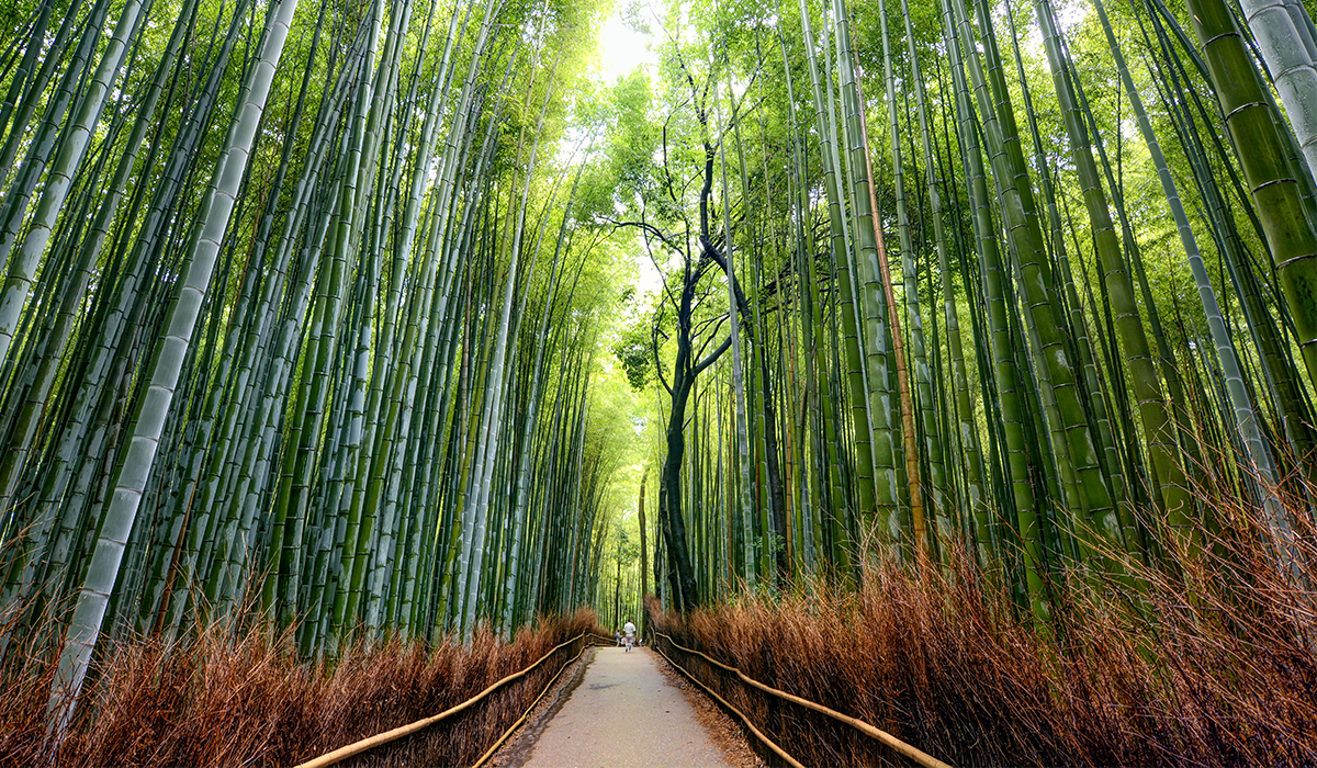 bamboo Forest